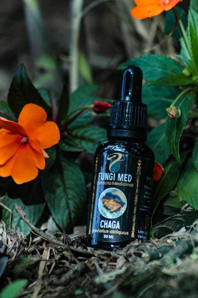 Chaga (Inonotus obliquus). 30ml.