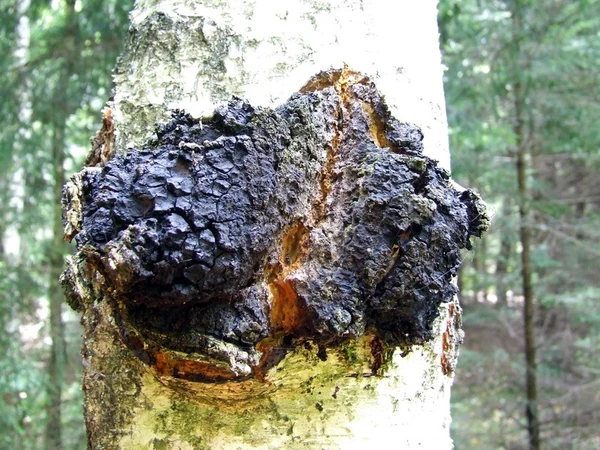Chaga (Inonotus obliquus). 30ml.