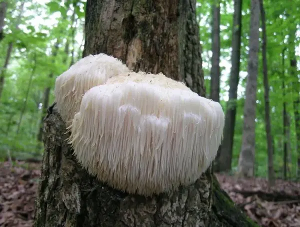 Melena de León (Hericium erinaceus) 30ml.
